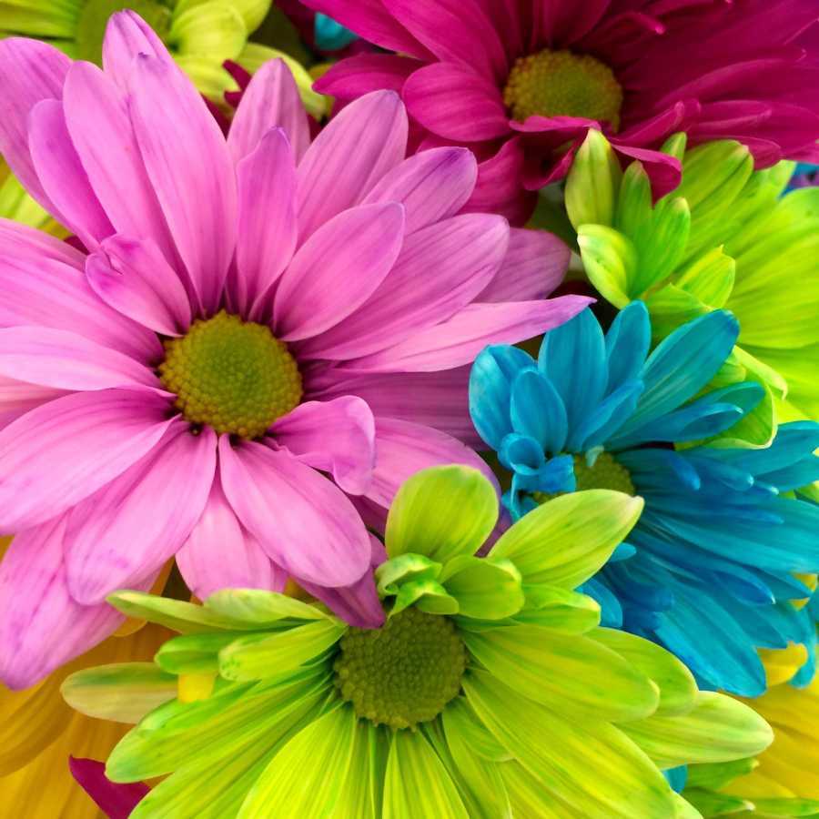 bunch of colorful daisies