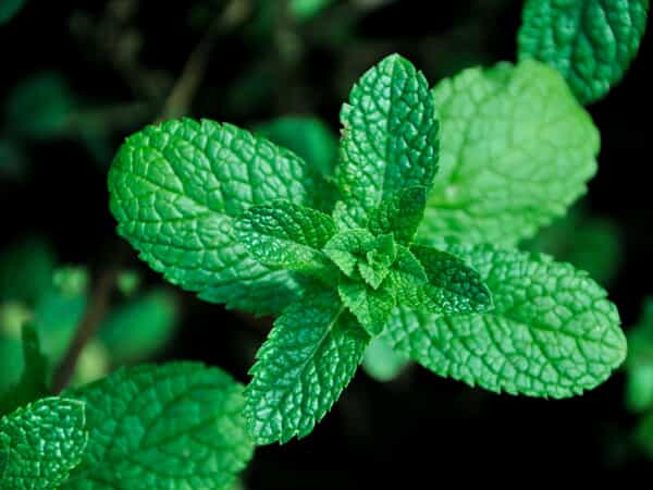 mint plant